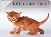 Kittens are there